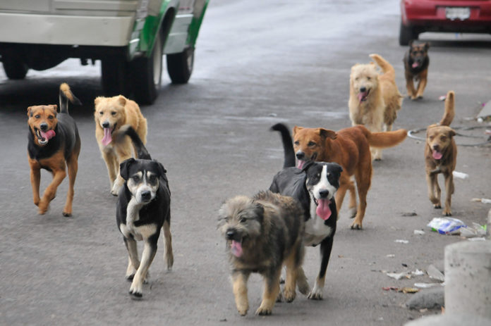 Perros callejeros