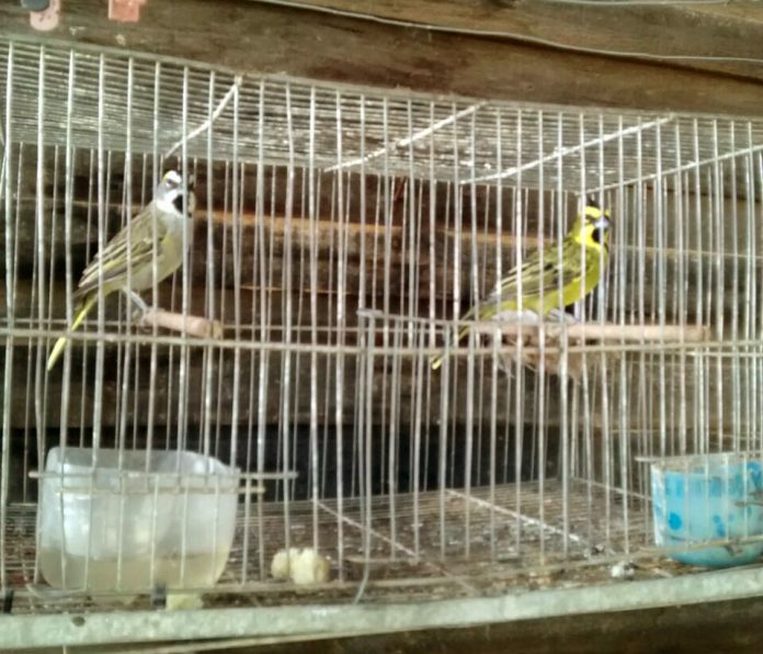 Los animales serán incorporados al Programa Provincial Cardenal Amarillo.