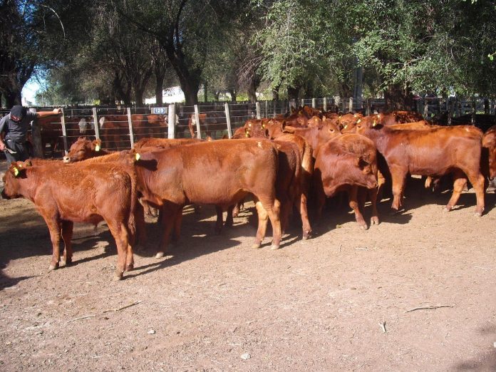 La faena de carne vacuna creció 8,5 por ciento en mayo y acumula un incremento del 5 por ciento a lo largo de 2017.