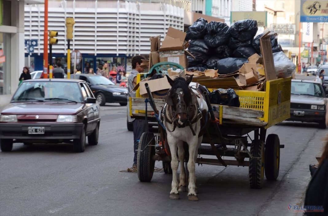 Los caballos son sometidos a labores extremas.