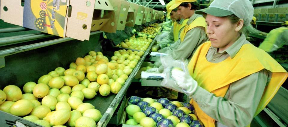 Exportación de limones a Estados Unidos.