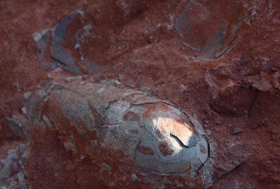 Huevos de 'Oviraptor' de 130 millones de años encontrados en una escuela secundaria en China.