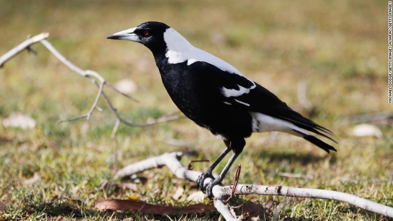 Hombre australiano muere tras ataque de una urraca